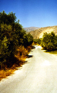 Through an olive grove